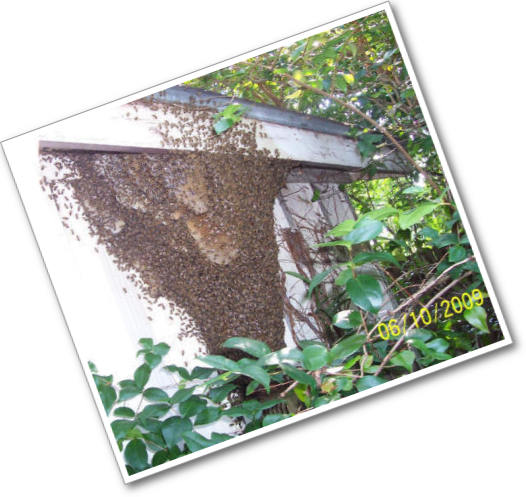 Bee Swarm on a House!